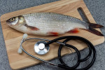 علائم آلرژی و حساسیت به ماهی