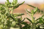 طریقه مصرف و خواص فوق العاده گیاه اشنان