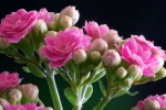 3 روش برای تکثیر گل کالونا (گیاه کالانکوا)