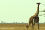 کلیپ حیات وحش عجیب آفریقا