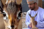 پرورش و رها سازی آهو در عمان توسط این مرد خبرساز شد!