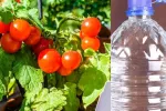 خانوما به این راحتی تو خونه سبزیجات و صیفی جات بکار!