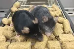 دانشمندان موش پیر و نابینا را جوان کردند!