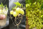نحوه ی کاشت درخت انگور با یک حبه انگور!