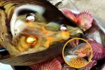 استخراج مروارید طلایی از صدف غول پیکر!