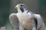 شاهین (بحری )Falco peregrinus  شکارچی کبوتر