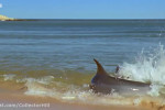 روش جالب شکار کردن دلفین ها