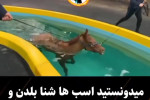 شنای اسب برای سلامتیشان