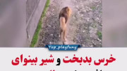 لاغری بیش از حد حیوانات باغ وحشی در ایران