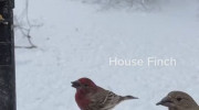 پذیرایی از پرندها در دل سرما و برف سنگین زمستان