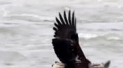 کلیپ شکار ماهی توسط عقاب