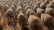 کلیپ گله گوسفند منظم!