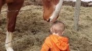 کلیپ بامزه بوسیدن اسب تو بچه