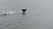 کلیپ دویدن سگ بر روی آب!