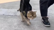 روش جالب برای حمل گربه!