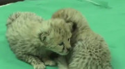 ماجرای تولد دو توله یوزپلنگ ایرانی