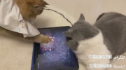 بازی جالب Peppy Cat برای سرگرم کردن گربه های خانگی