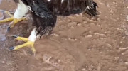 کلیپ آب رسانی راننده تانکر به عقاب تشنه