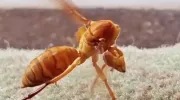 تلاش یک زنبور هورنت برای برگردوندن سرش