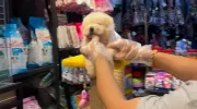 ویدیوی بامزه از سگ نژاد چاو چاو