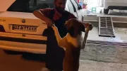 کلیپ رقصیدن سگ با آهنگ تو کیه ای