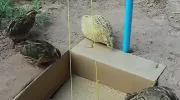 کلیپ ساختن تله خلاقه برای گیر انداختن پرندگان