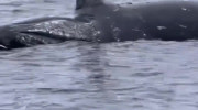 کلیپ لحظه انفجار نهنگ آبی وسط اقیانوس