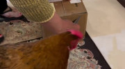 کلیپ خنده دار مرغ به عنوان حیوان خانگی