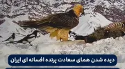 فیلم دیده شدن همای‌ سعادت پرنده ی افسانه ای ایران