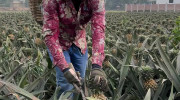 فیلم برداشت خوشمزه ترین آناناس در بنگلادش