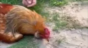 کلیپ جالب بی حرکت شدن مرغ و خروس با کشیدن خط