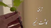 فیلم آموزش کاشت درخت انجیر در گلدان خانه و حیاط