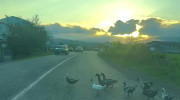 کلیپ زیبای اجازه دادن راننده ها به اردک و مرغ ها برای رد شدن از جاده