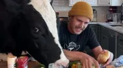 کلیپ خنده دار ساندویچ درست کردن با یک گاو
