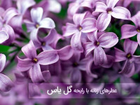 ۱۲ عطر زنانه با بوی گل یاس از برندهای مختلف