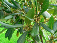فواید دارویی و درمانی گیاه برگ بو برای سلامتی بدن
