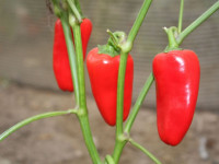 خواص بی نظیر فلفل پاپریکا برای سلامتی + طرز تهیه پودر paprika