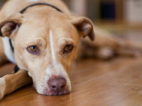 بیماری عفونی در سگ سانان به نام هپاتیت (ICH)