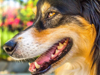 آیا از مشکلات خطرناک بینی سگ با خبر هستید؟ علائم، پیشگیری، درمان