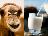 این 7 فایده شیر شتر راز سلامتی است