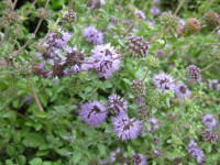 5 خاصیت اسرار آمیز پونه