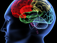 9 واقعیت جالب در رابطه با عملکرد مغز