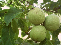 اصول کاشت و نگهداری از درخت گردو