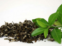 کاشت و تکثیر بوته چای در گلدان و باغچه خانه