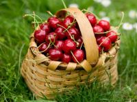 آشنایی با اصول کاشت و نگهداری درخت گیلاس