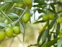 آموزش کامل کاشت و تکثیر درخت زیتون