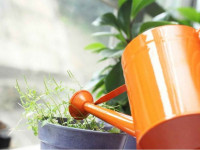 بهترین آب برای آبیاری گیاهان آپارتمانی
