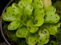 بهترین راهکار ها برای از بین بردن پشه گلدان
