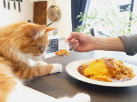 تفاوت غذای گربه پرشین با سایر گربه ها