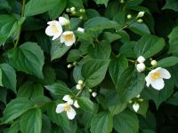 راهنمای کاشت و نگهداری نرگس درختی